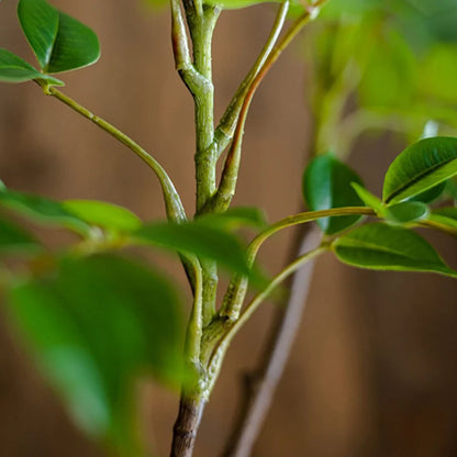 Large Artificial Ficus Tree